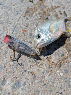 メッキの釣果