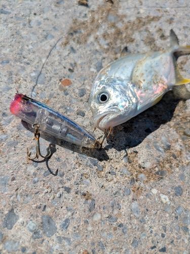 メッキの釣果