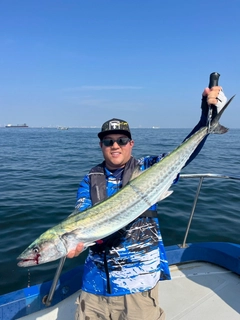 サワラの釣果