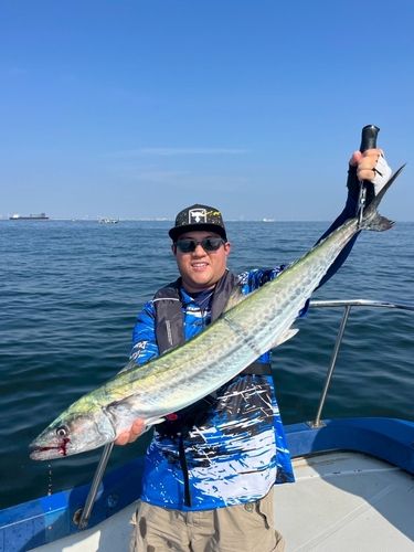 サワラの釣果