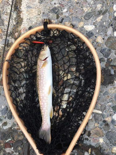 エゾイワナの釣果