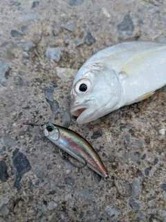 メッキの釣果