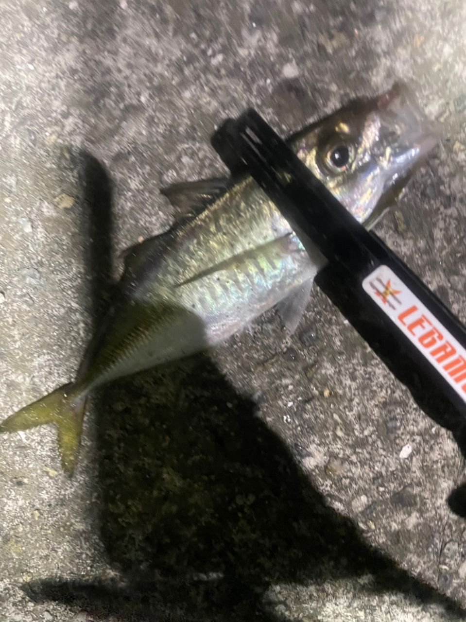 アジ