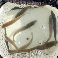 シロギスの釣果