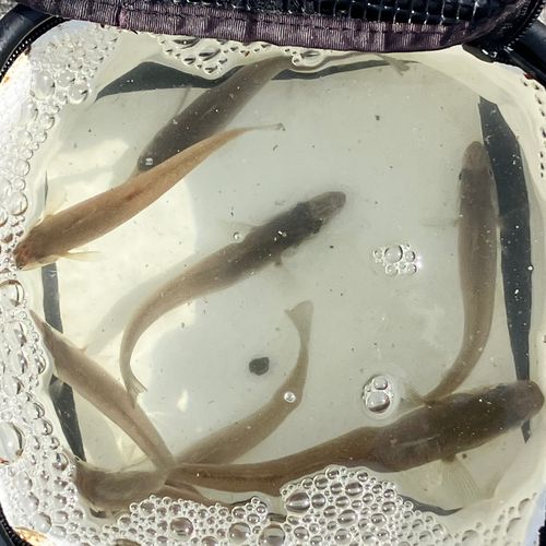シロギスの釣果