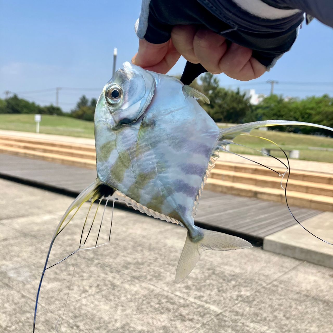 シロギス