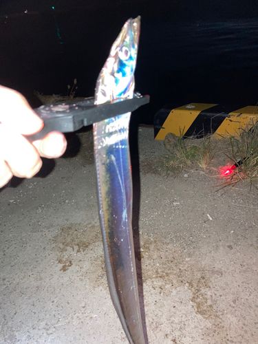 タチウオの釣果