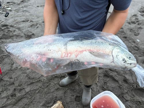 アキアジの釣果