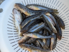 マハゼの釣果