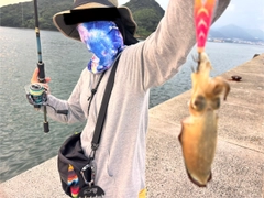 コウイカの釣果