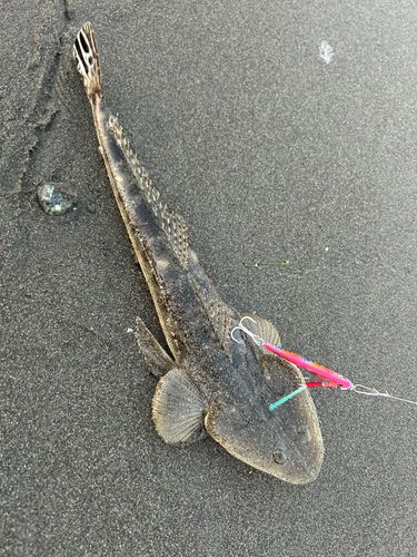 マゴチの釣果