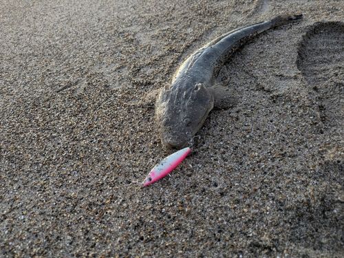 マゴチの釣果