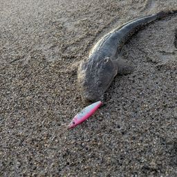 マゴチ
