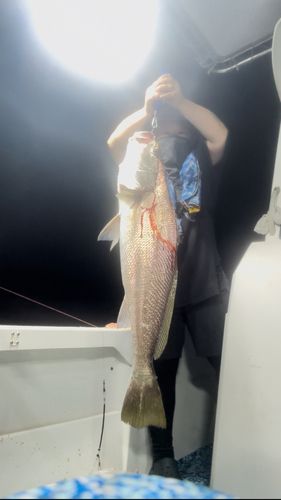 ニベの釣果