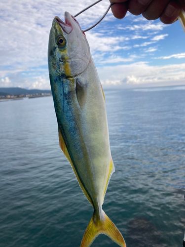 フクラギの釣果