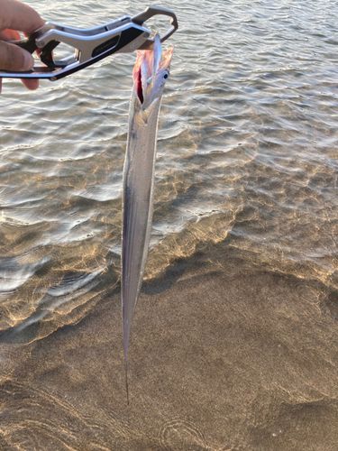 イタチウオの釣果