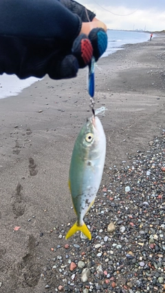 フクラギの釣果