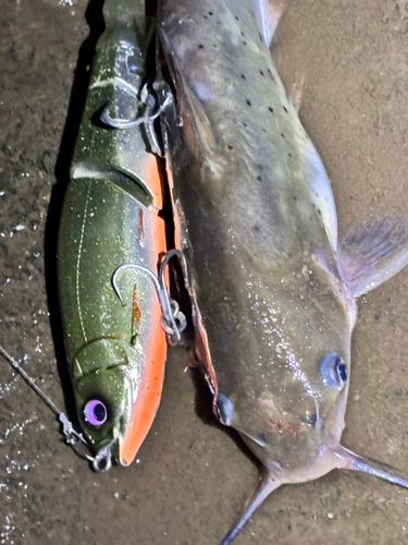 スズキの釣果