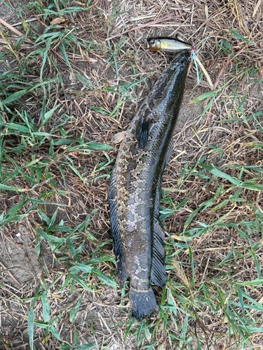 ライギョの釣果