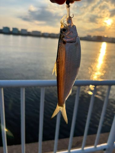 釣果