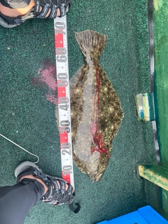 ヒラメの釣果
