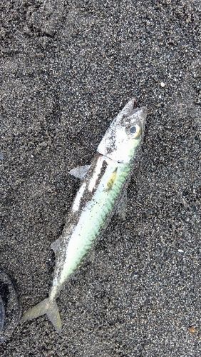 マサバの釣果
