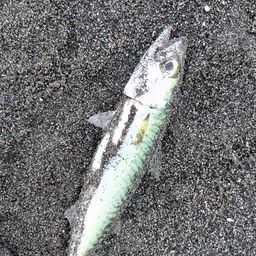 マサバ
