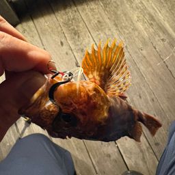 アラカブ
