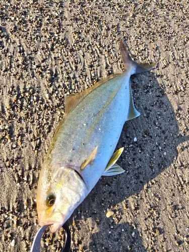 ショゴの釣果