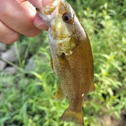 スモールマウスバス