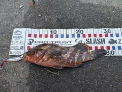 アコウの釣果