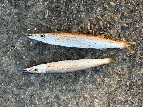 カマスの釣果