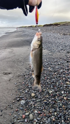 ウグイの釣果