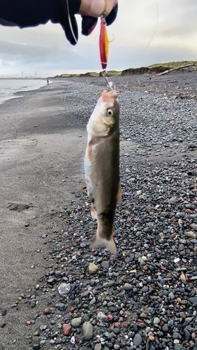 ウグイの釣果