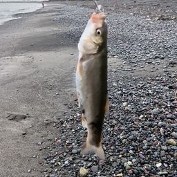 ウグイ
