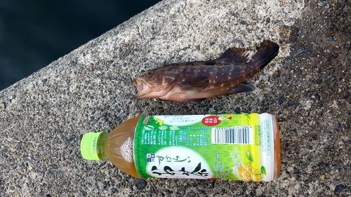 釣果