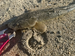 マゴチの釣果