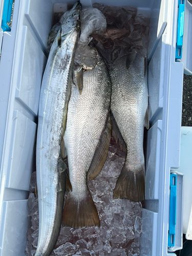 ニベの釣果