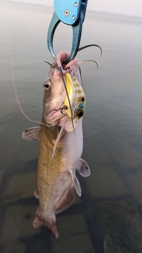 アメリカナマズの釣果