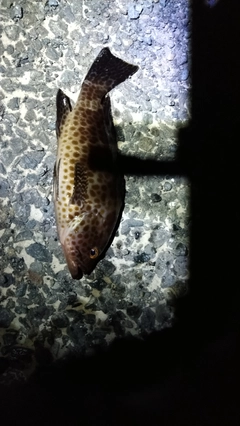 オオモンハタの釣果