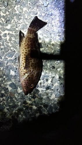 オオモンハタの釣果