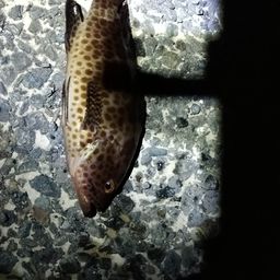 オオモンハタ