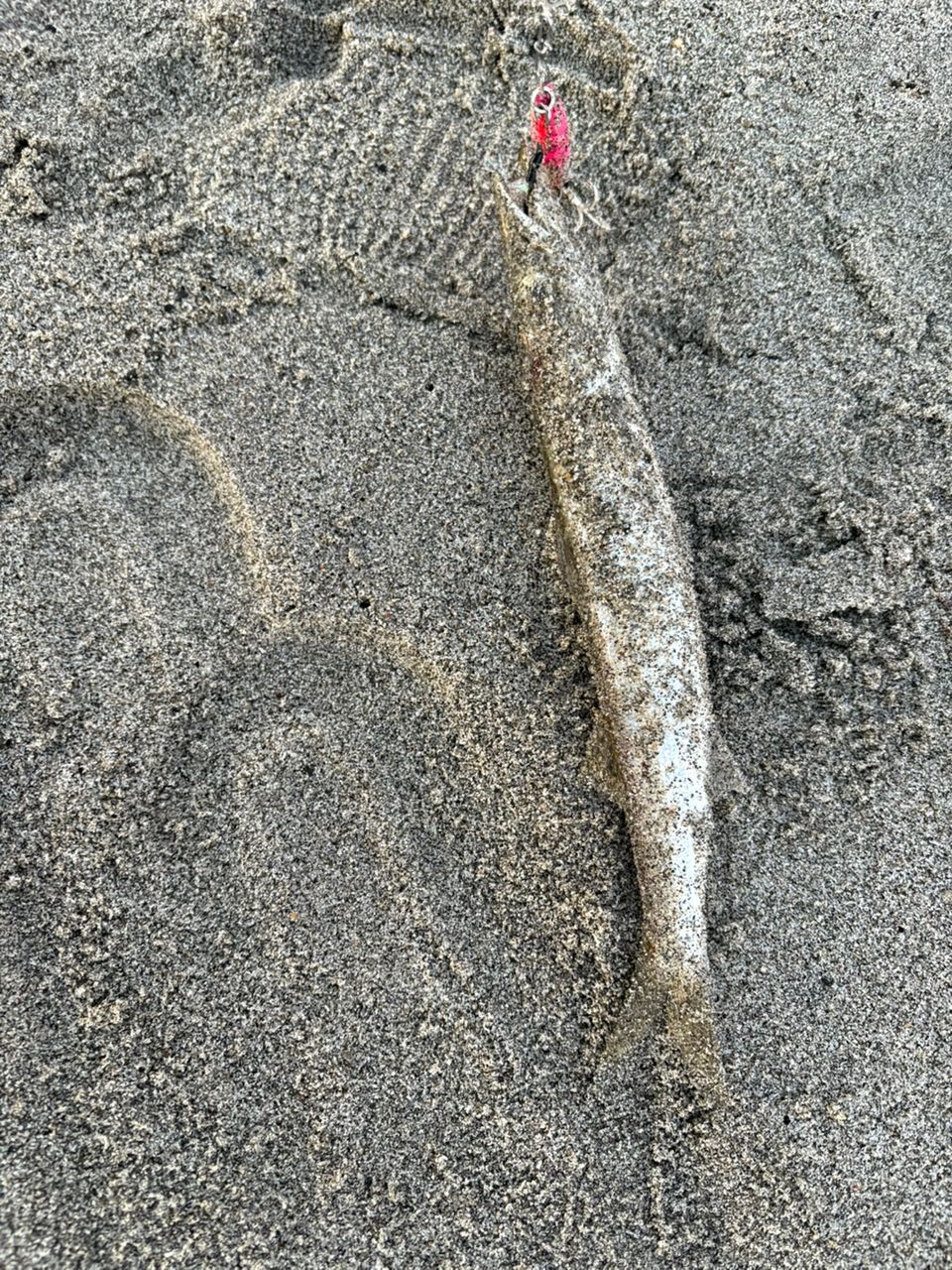 ショゴ