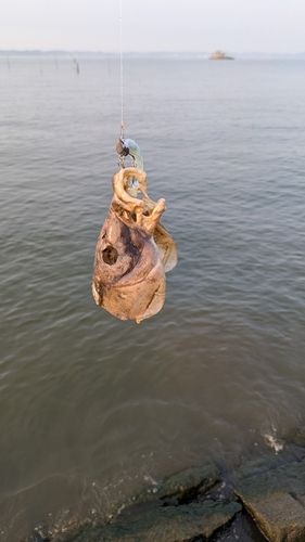 コイの釣果