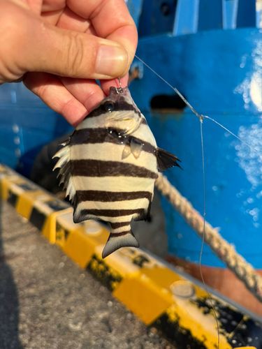 イシダイの釣果