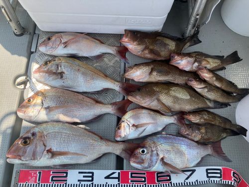 マダイの釣果