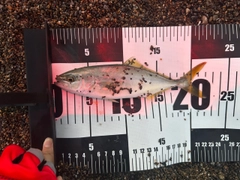 ワカシの釣果
