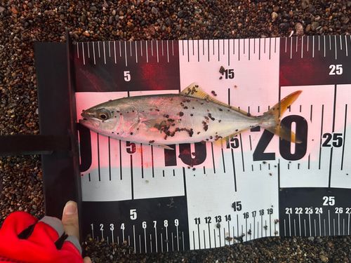 ワカシの釣果