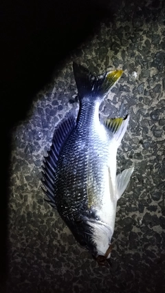 キビレの釣果