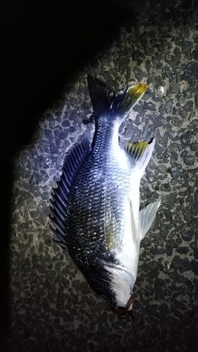 キビレの釣果